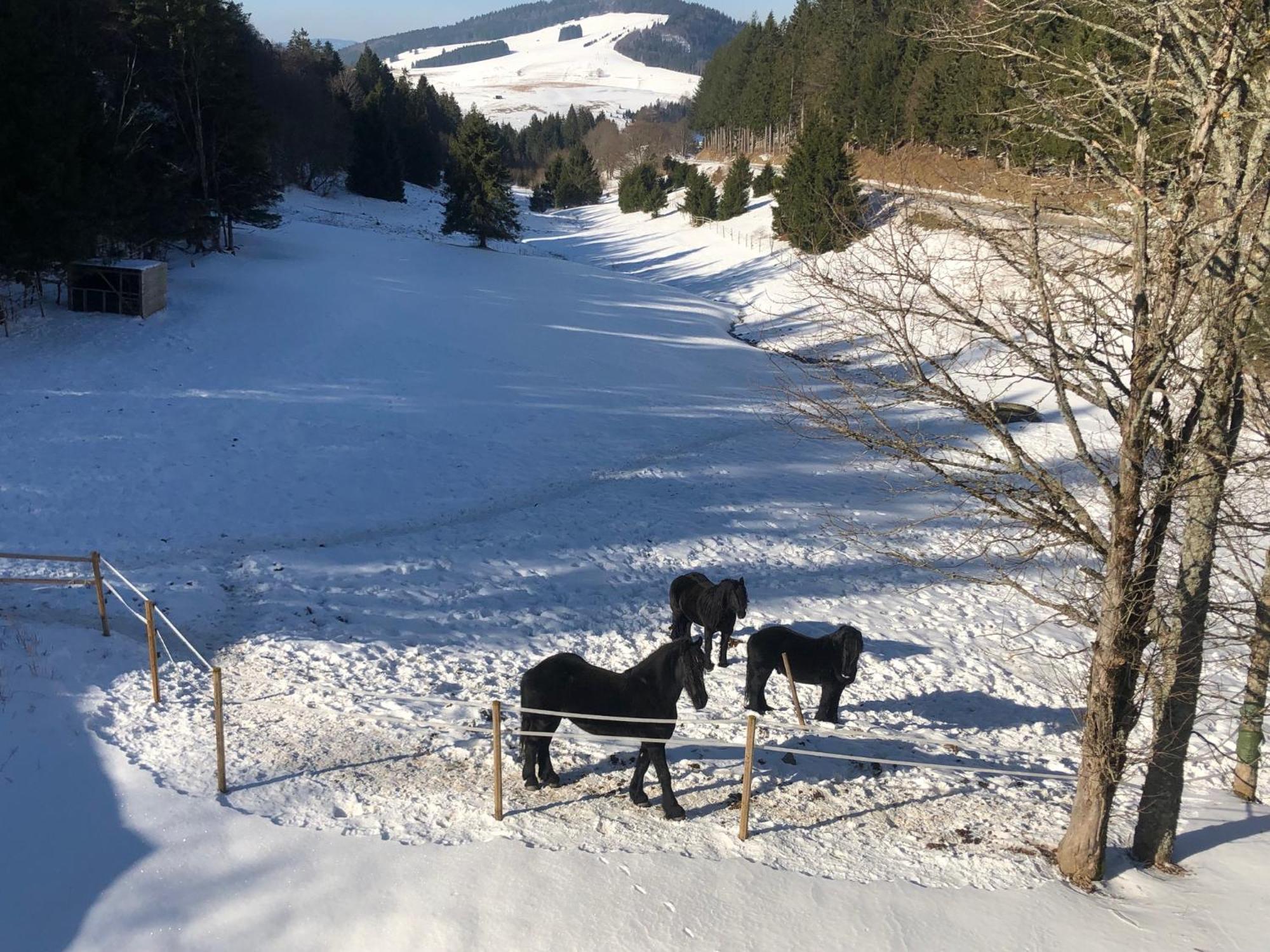 Waldhotel Auerhahn "Hochkopfhaus" Todtnau Eksteriør bilde